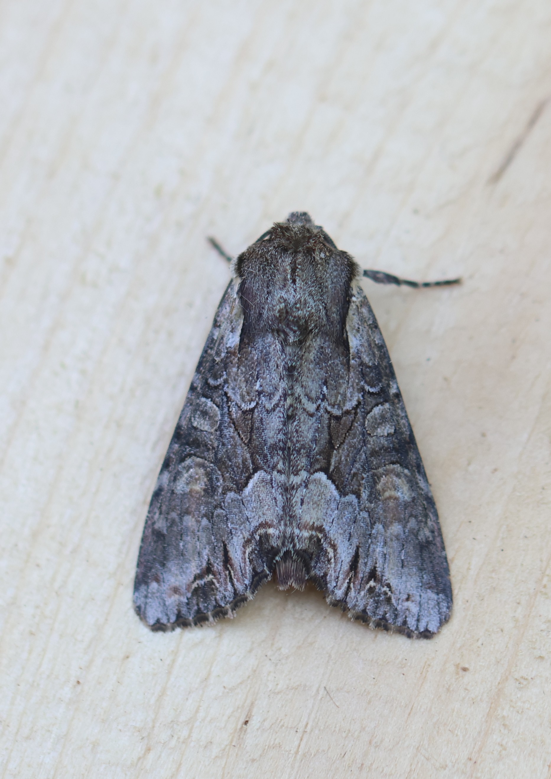 Photo of Light Brocade (Lacanobia w-latinum)